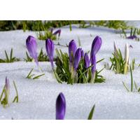 2273_0472 Frühlingsboten im Schnee - Krokusblüten, Eiskristalle. | 